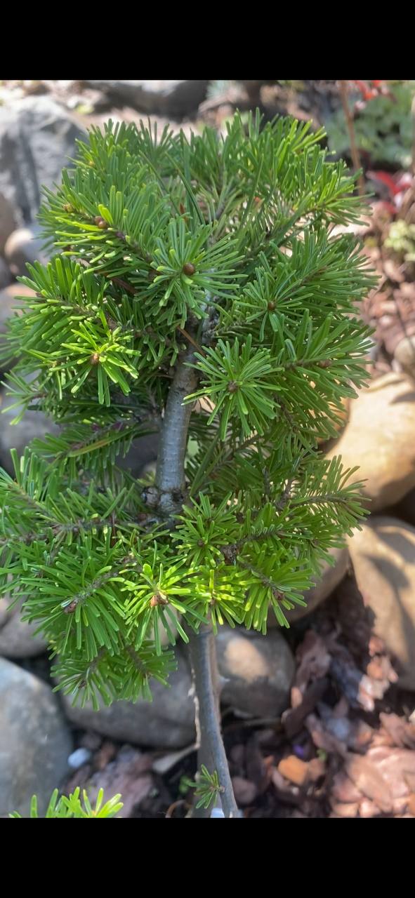 Abies nephrolepis 'Achka'