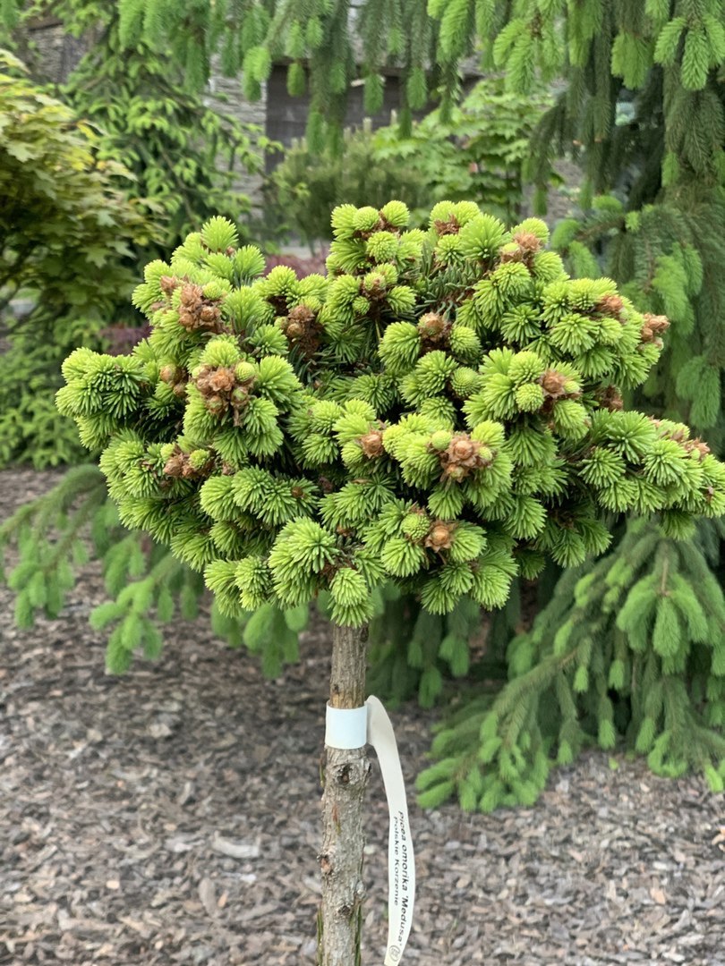 Picea abies ‘Medusa’