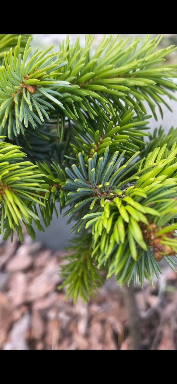 Picea jezoensis 'Duka'