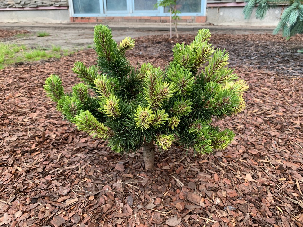 Pinus mugo ‘Jakobsen Aurea’