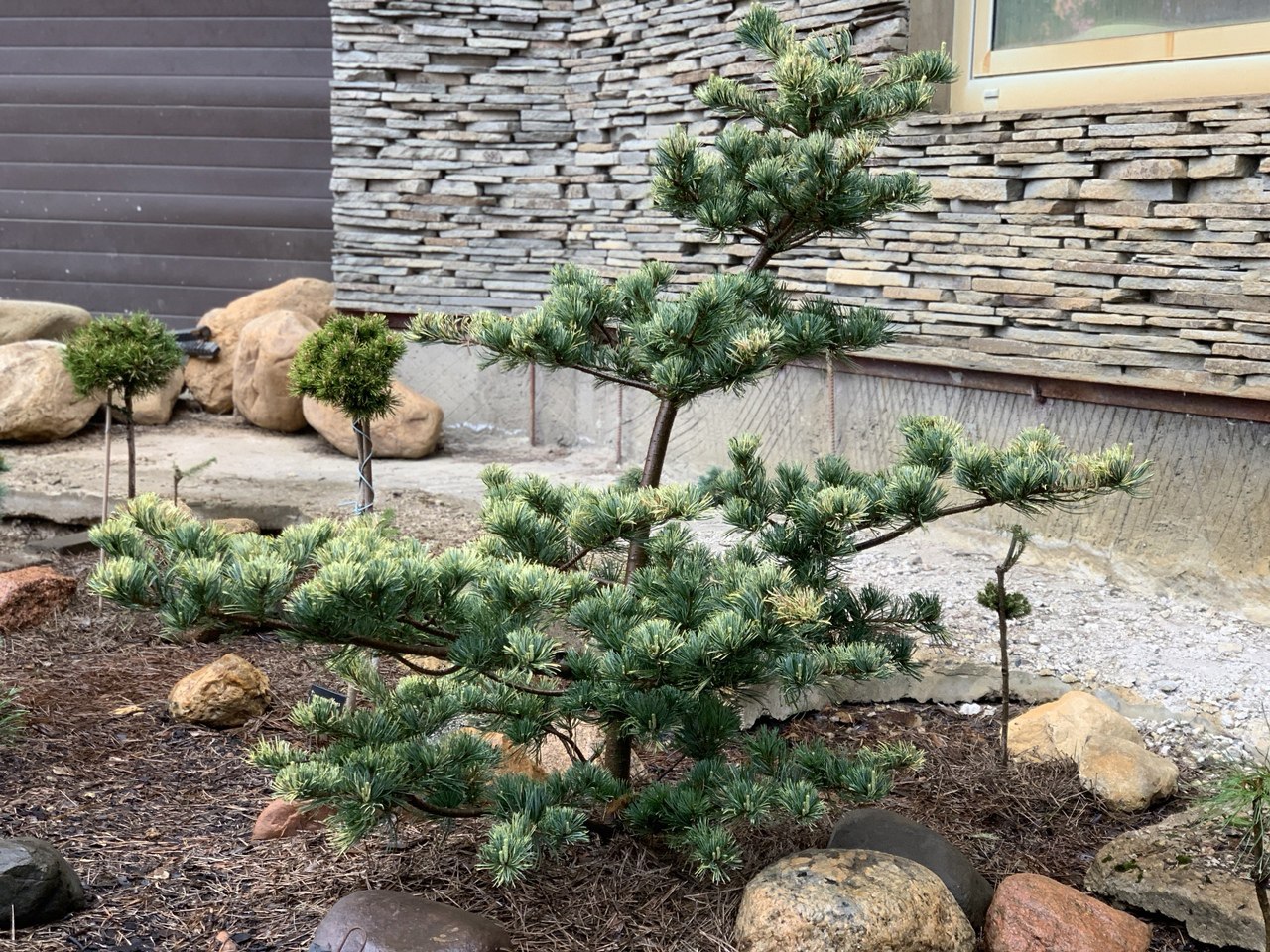 Pinus parviflora ‘Fukai’