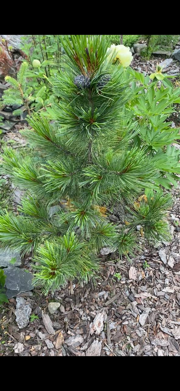 Pinus cembra Glauca