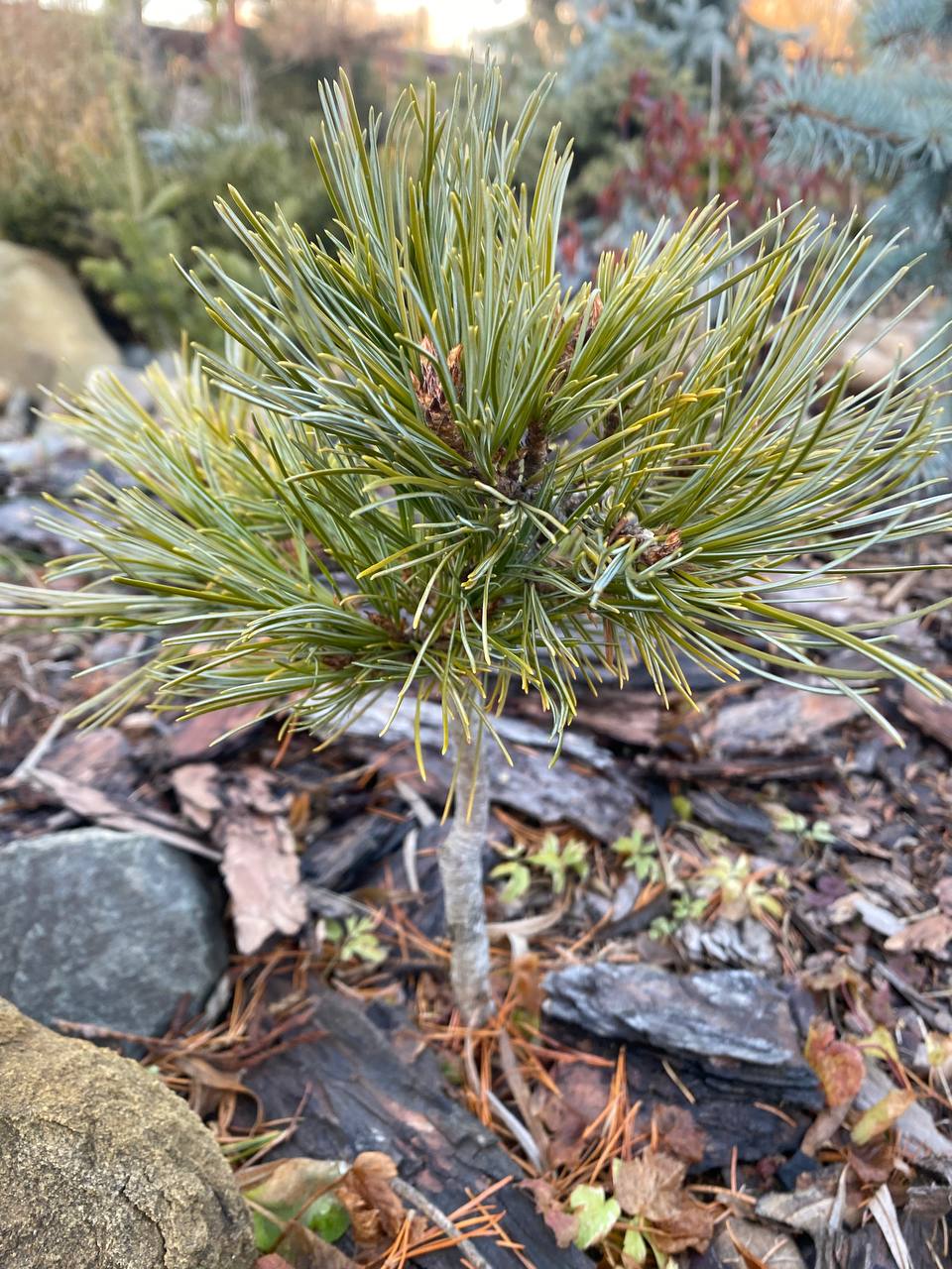 Pinus koraiensis 'Malysh'