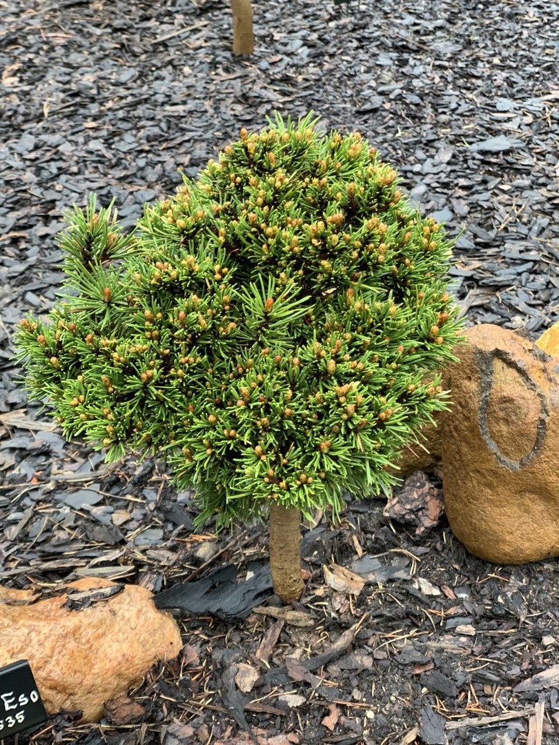 Pinus x pseudopumilio (Pinus mugo subsp. Rotundata) ‘Eso’ (‘San Sebastian 635’)