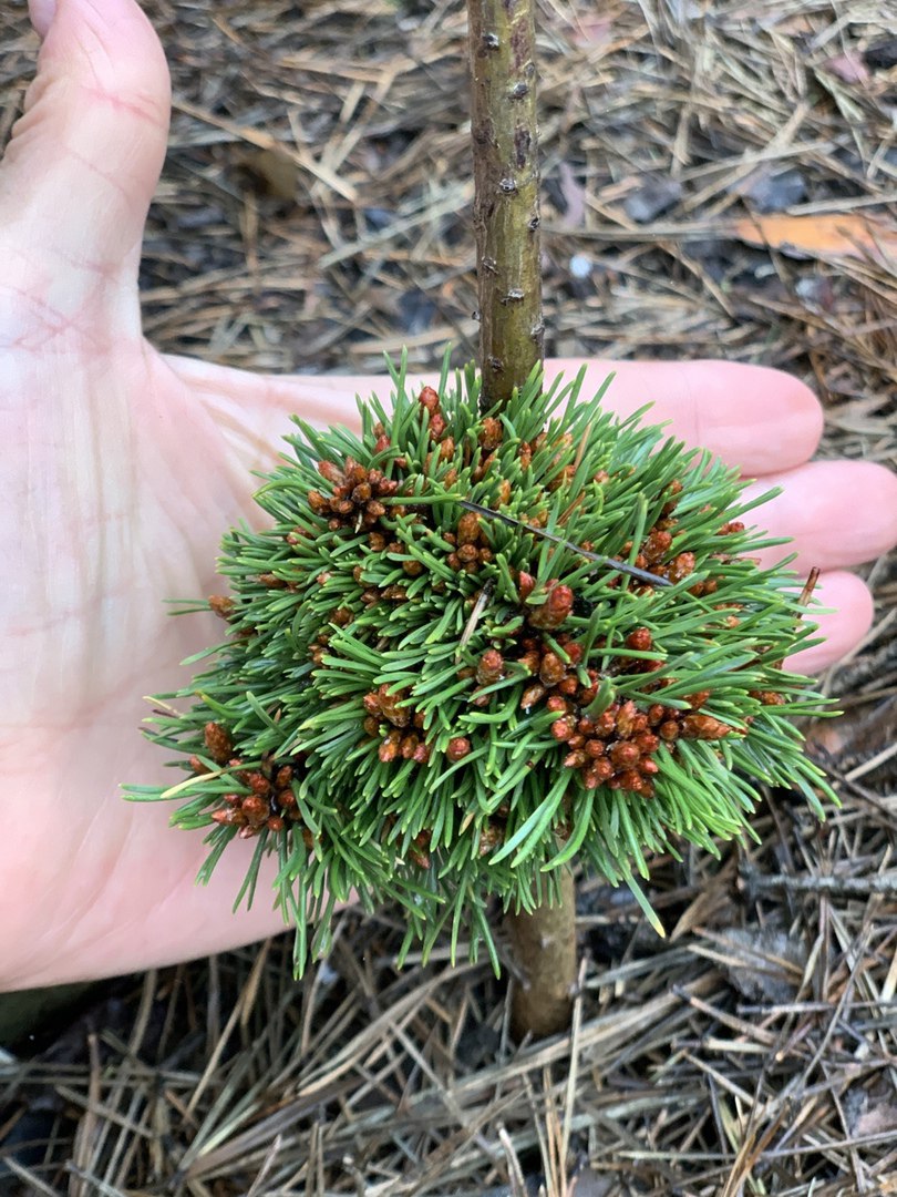 Pinus mugo ‘Blecha’