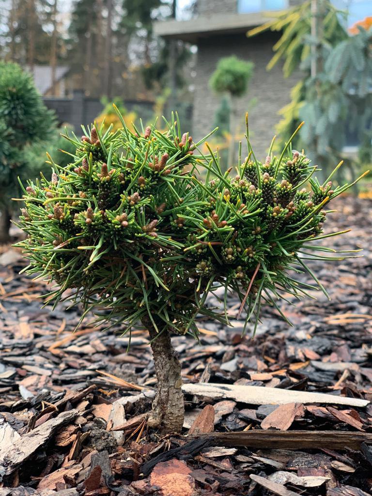 Pinus mugo ‘Bozidar’