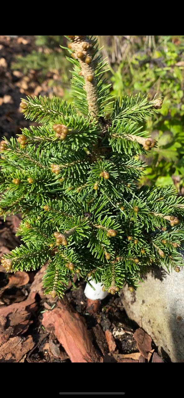 Abies sibirica 'Rus Arrow'