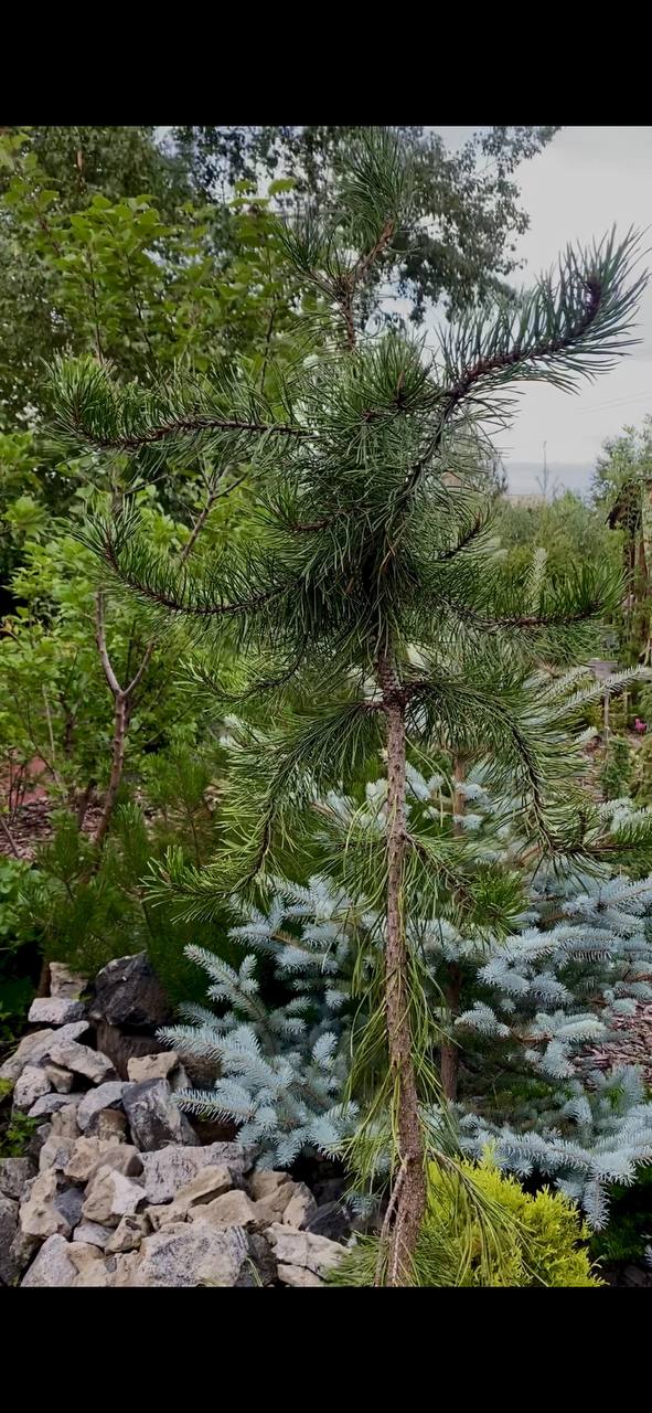 Pinus contorta 'Pendula'