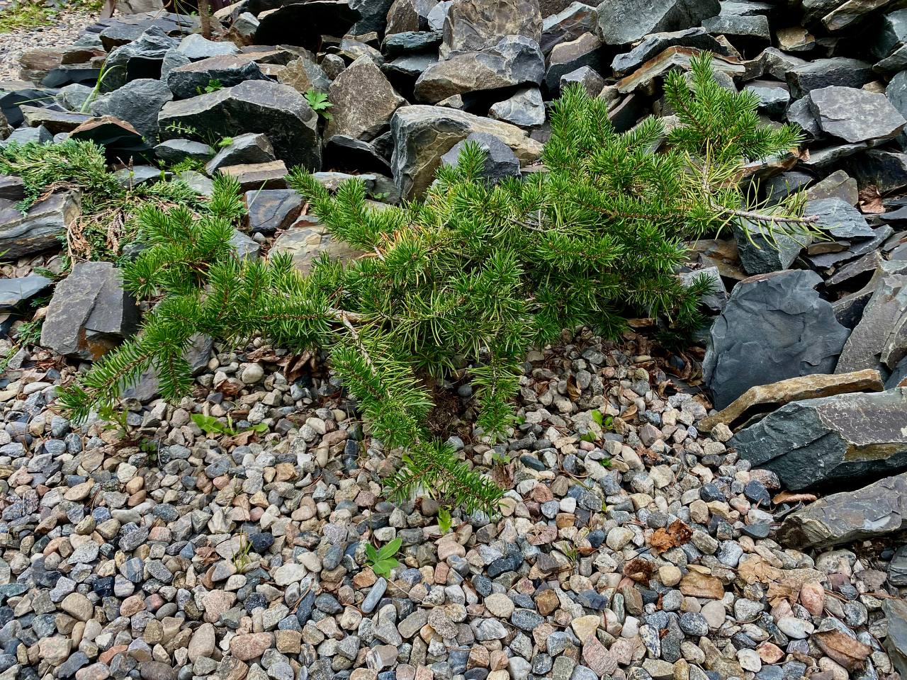 Pinus banksiana 'Hobl'