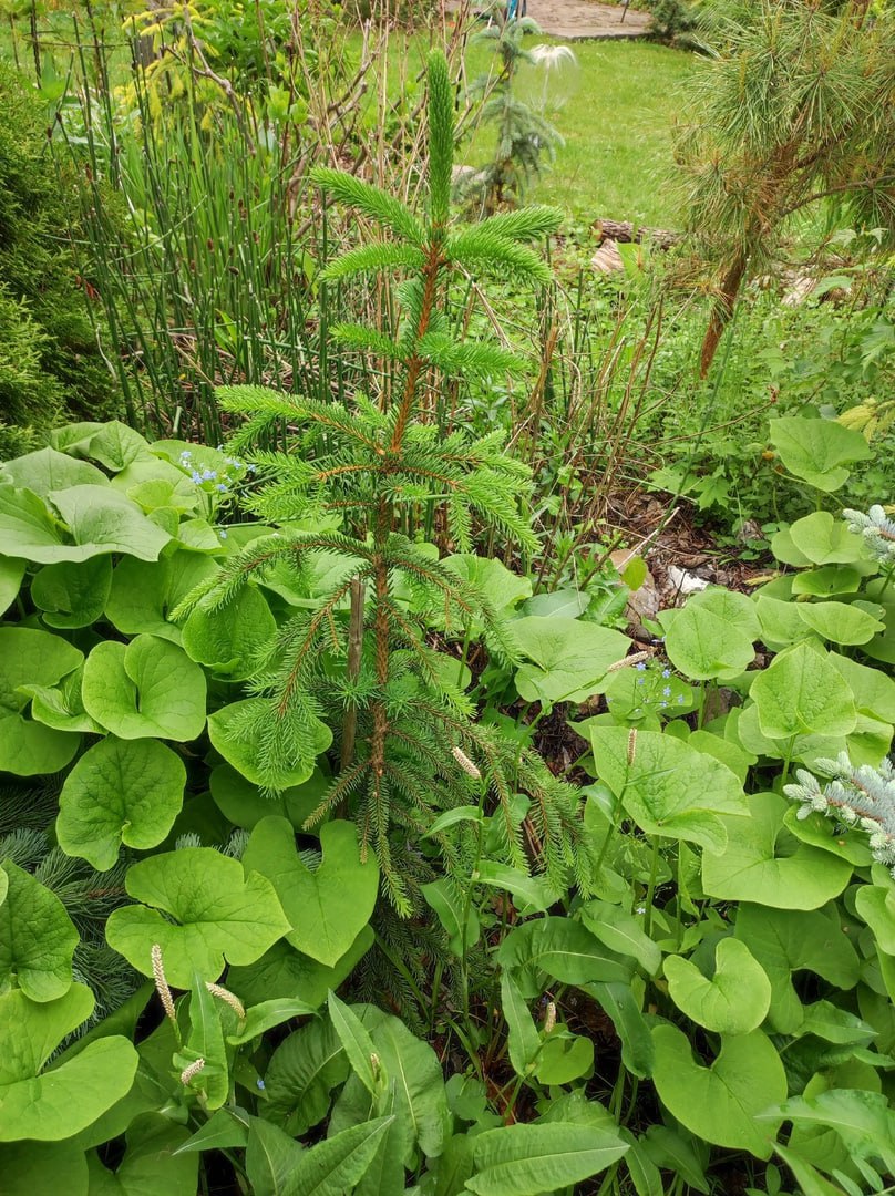 Picea abies 'Sievi Weeping'