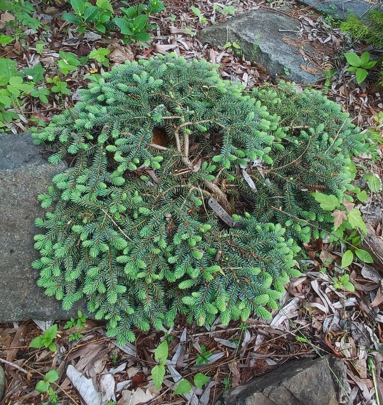 Picea pungens 'Sonia'