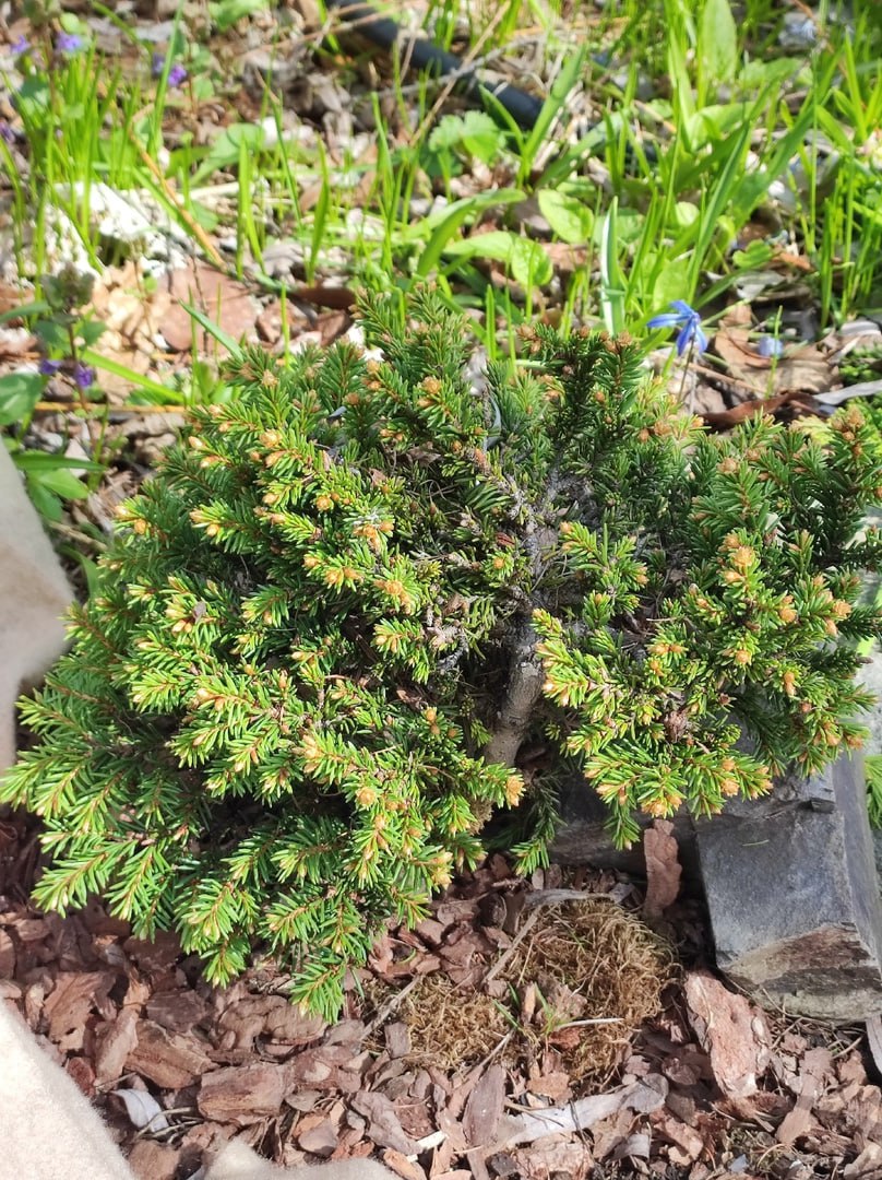 Picea abies 'Nevalyashka'
