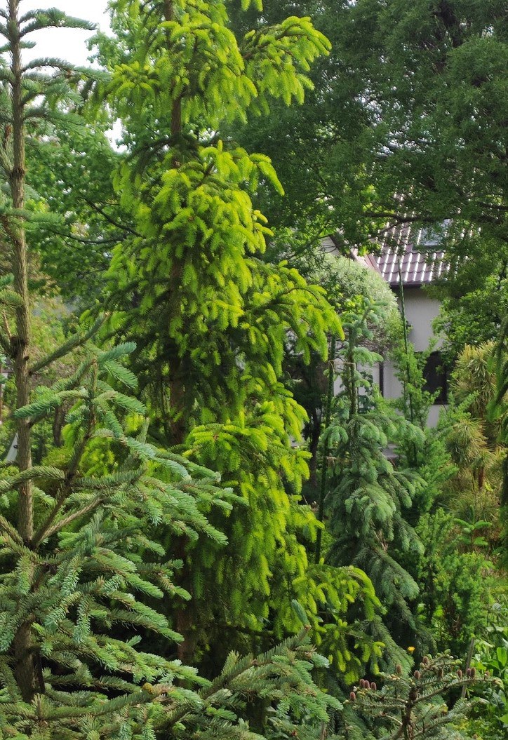 Picea abies 'Evergold'