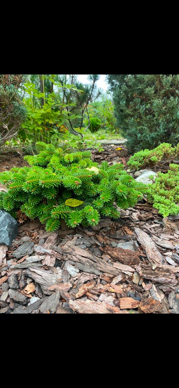 Abies balsamea 'Verkade's Prostrate'