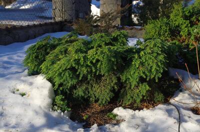 Tsuga canadensis ‘Nana’
