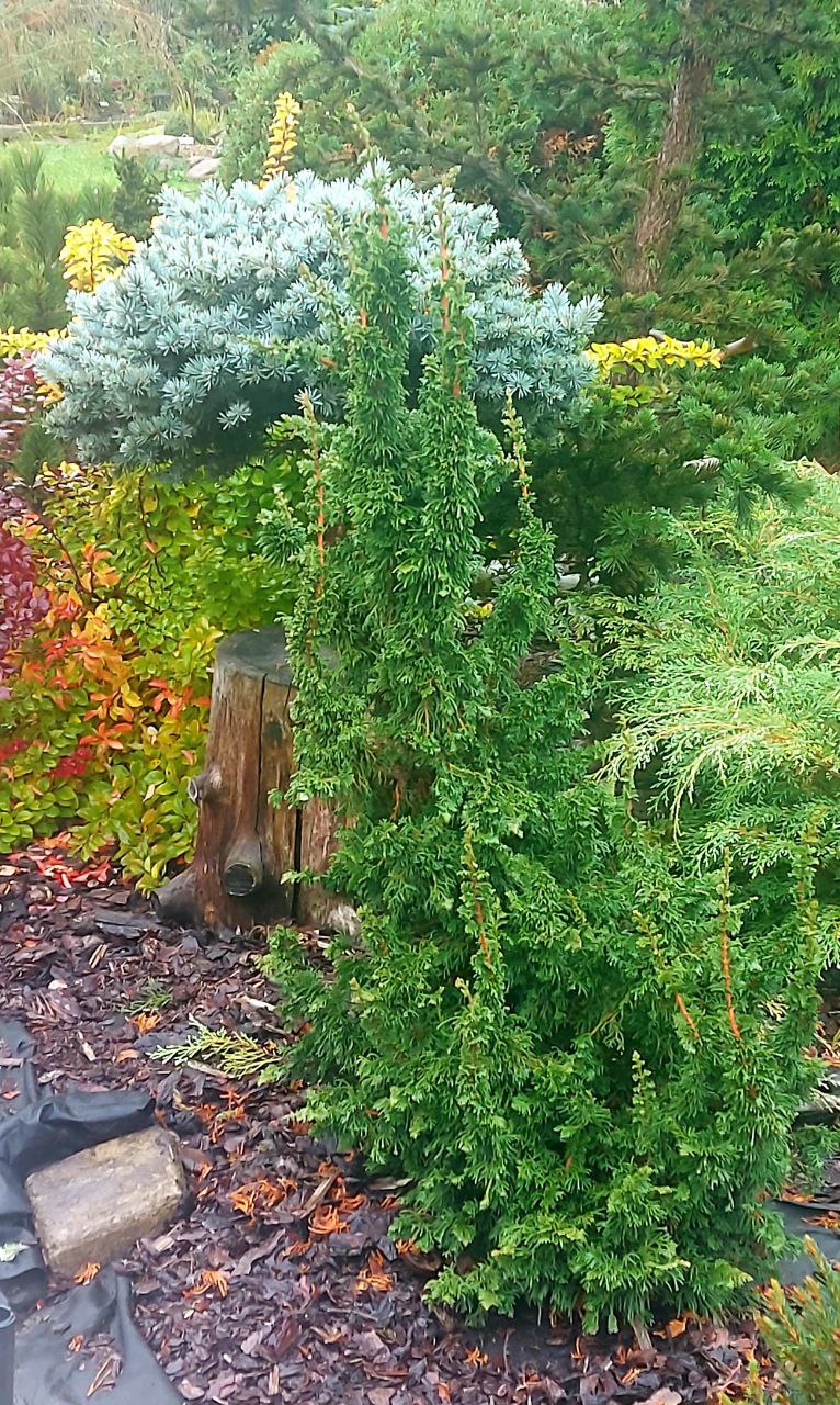 Thuja occidentalis ‘Malonyana Holub’