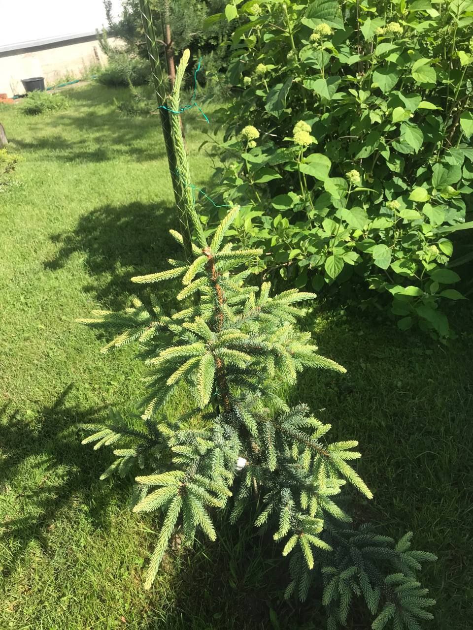 Picea mariana 'Aurea'