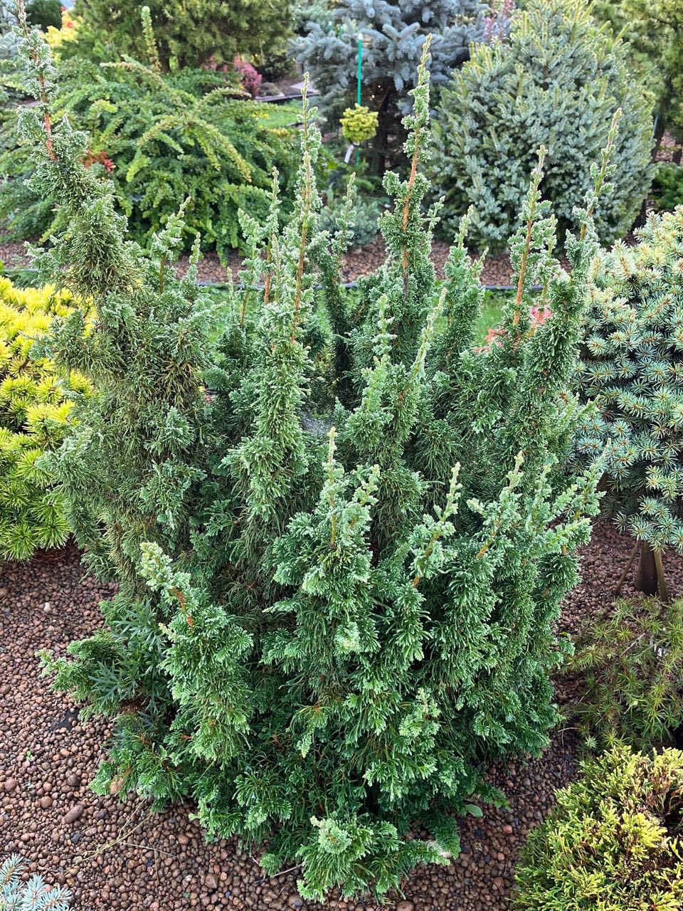Thuja occidentalis ‘Malonyana Holub’