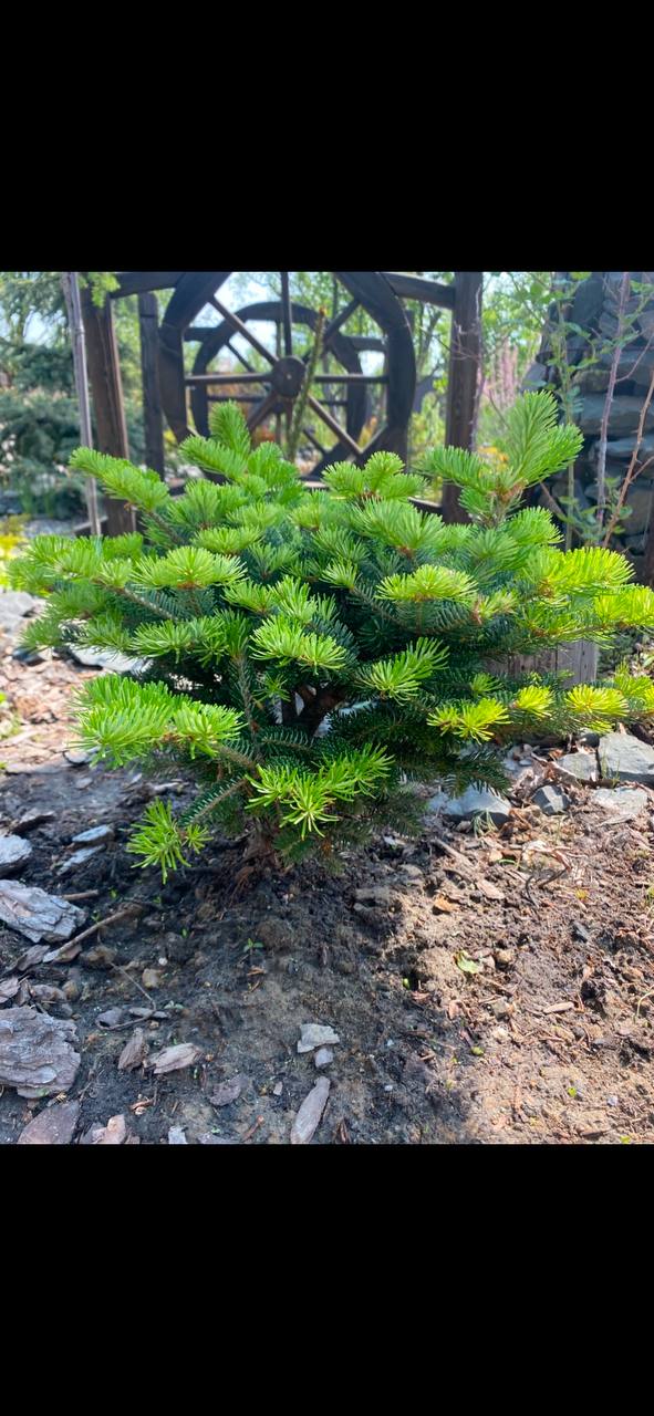 Abies х koreocarpa  'Discus'
