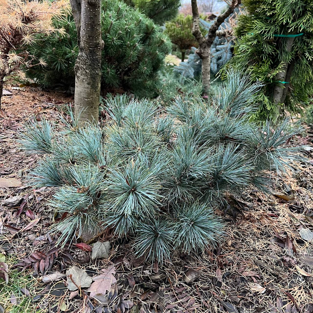 Pinus pumila ‘Wohla’