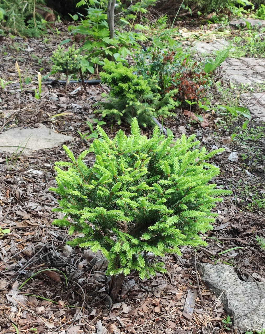 Picea abies 'Helen Kordes'