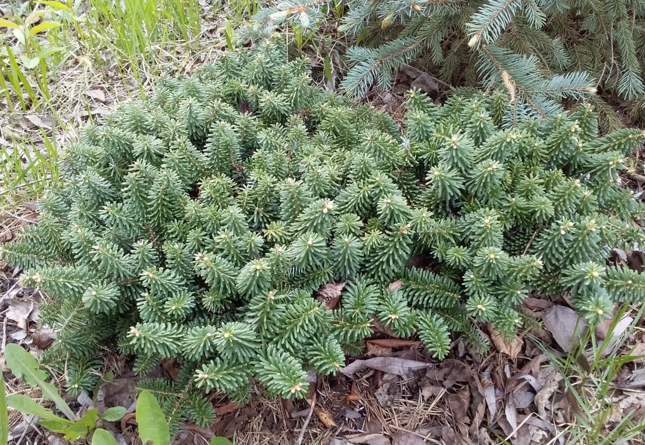 Abies koreana 'Dark Hill'