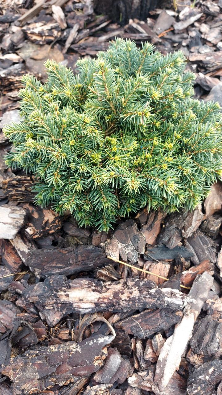 Picea pungens 'Frieda'