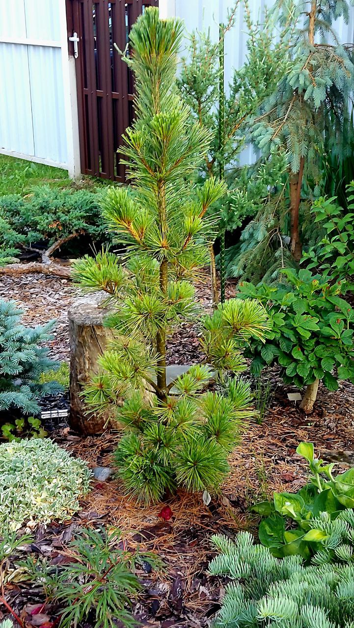 Pinus peuce 'Pirin'