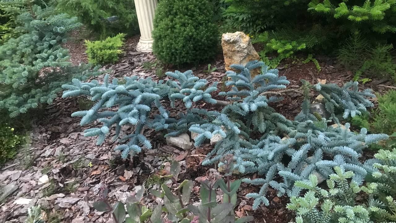 Abies procera 'Glauca Prostrata'