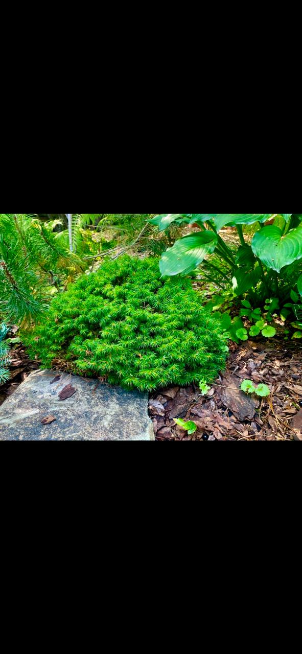 Picea glauca 'Alberta Globe'