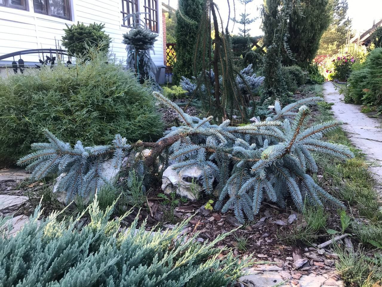 Picea pungens 'Glauca Prostrata'