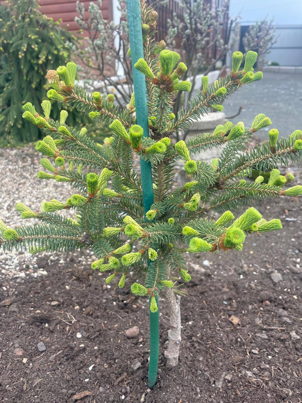 Picea glauca ‘Belokamenka’