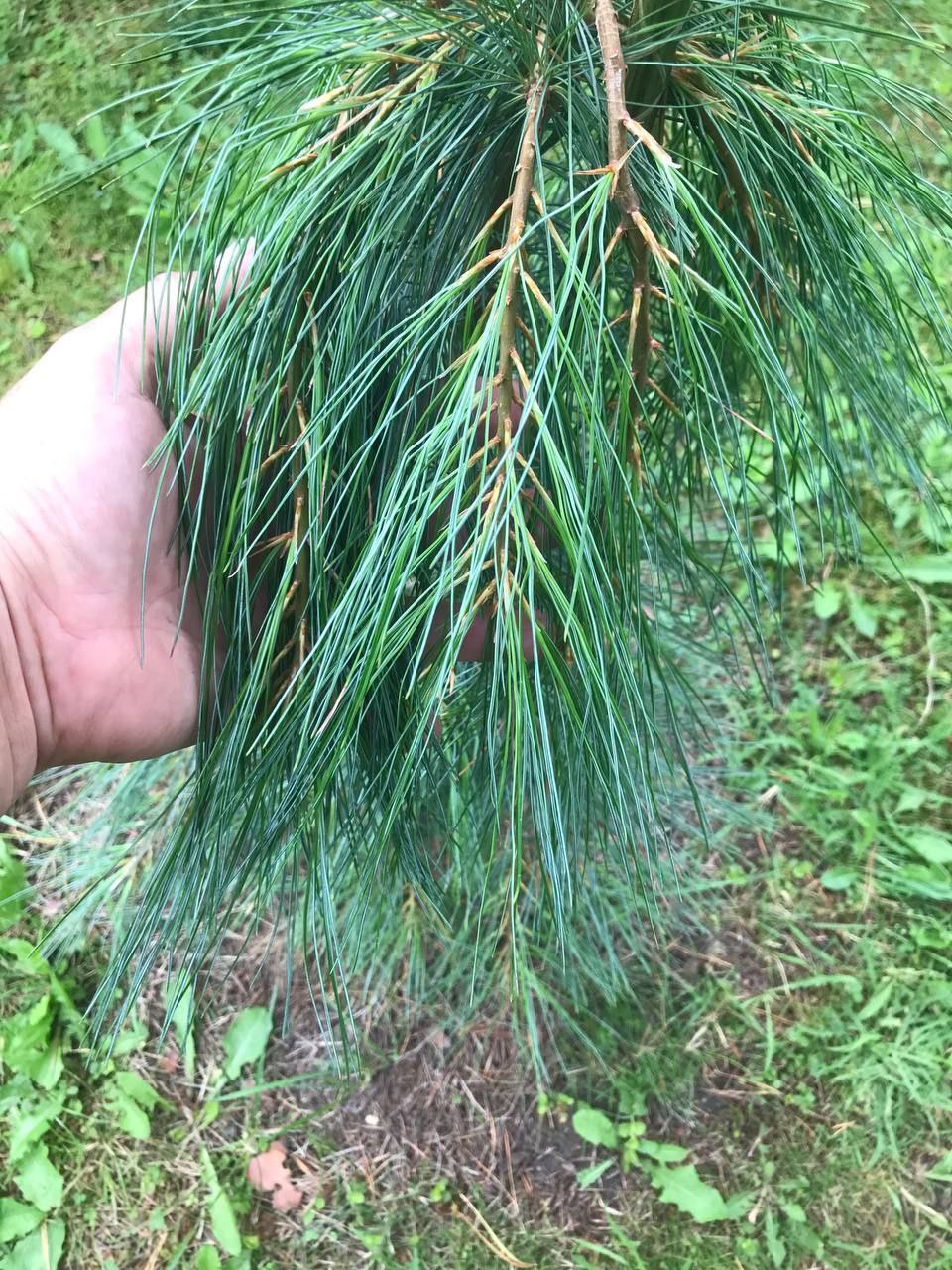 Pinus schwerinii 'Filip's Avalanche Falls'