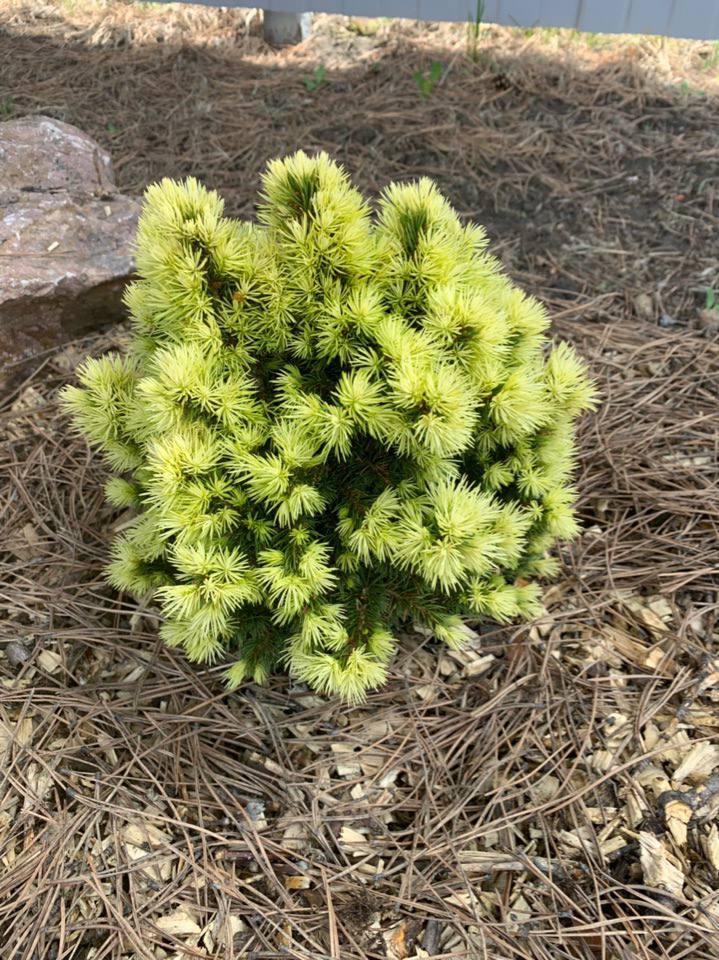 Picea glauca ‘Dendrofarma Gold’