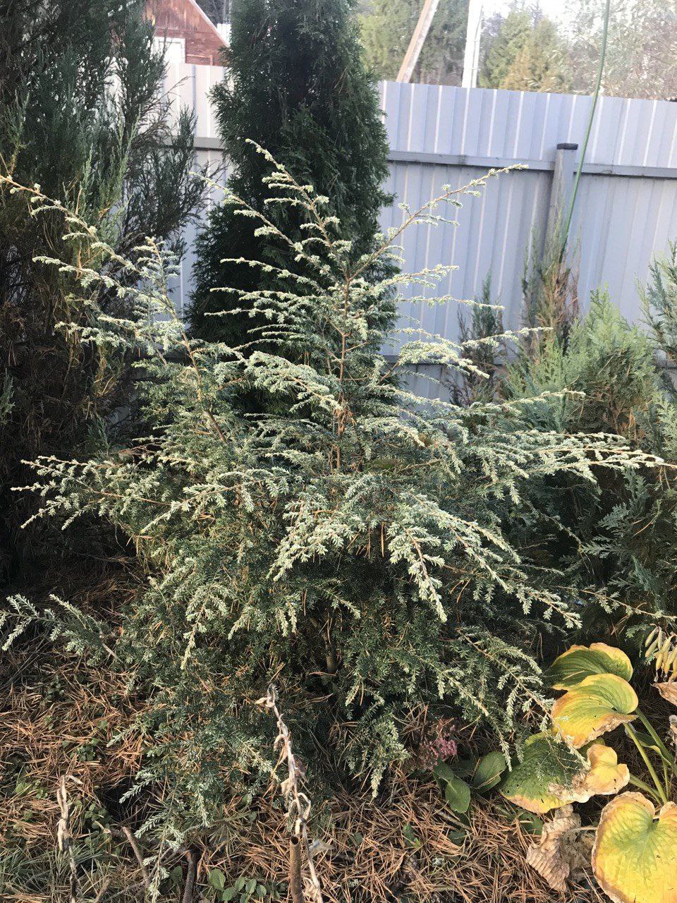 Tsuga canadensis 'Gentsch White'