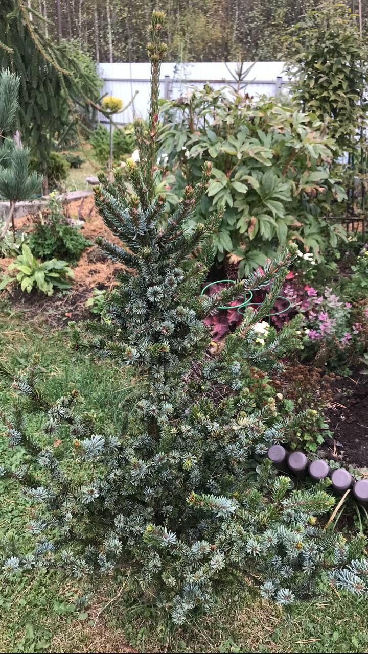 Picea omorika 'De Ruyter'