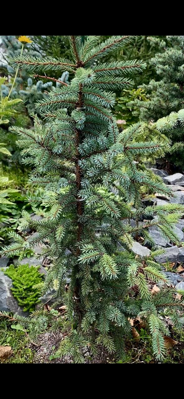 Picea mariana 'Blue Spreader'