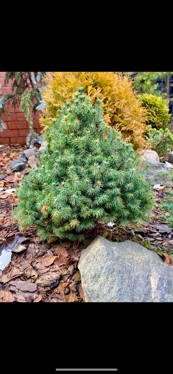 Picea glauca 'Sander's Blue'