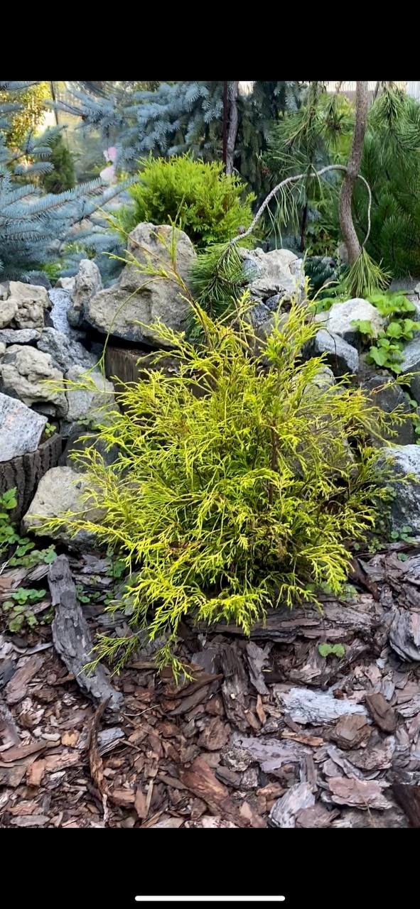 Chamaecyparis pisifera 'Paul's Gold'