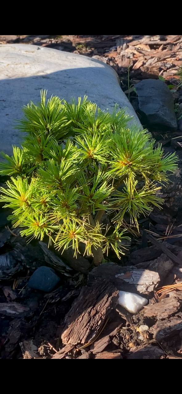 Pinus strobus 'Diablo'