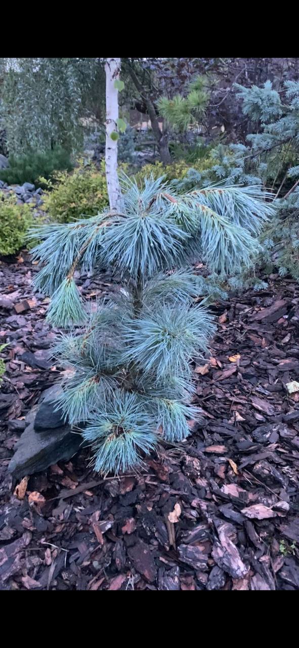 Pinus peuce 'Pacific Blue'