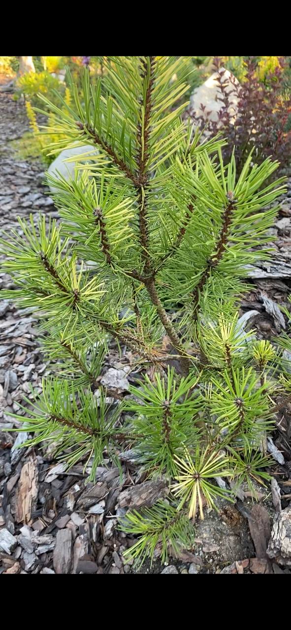 Pinus uncinata 'Variegata'