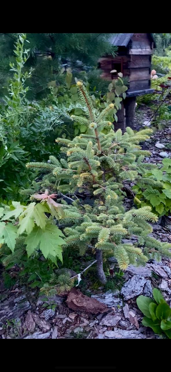 Picea pungens 'Aurea Vanc'