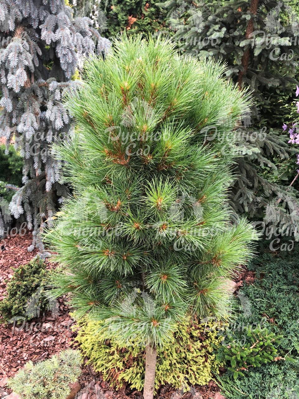 Pinus sibirica ‘Narciss’