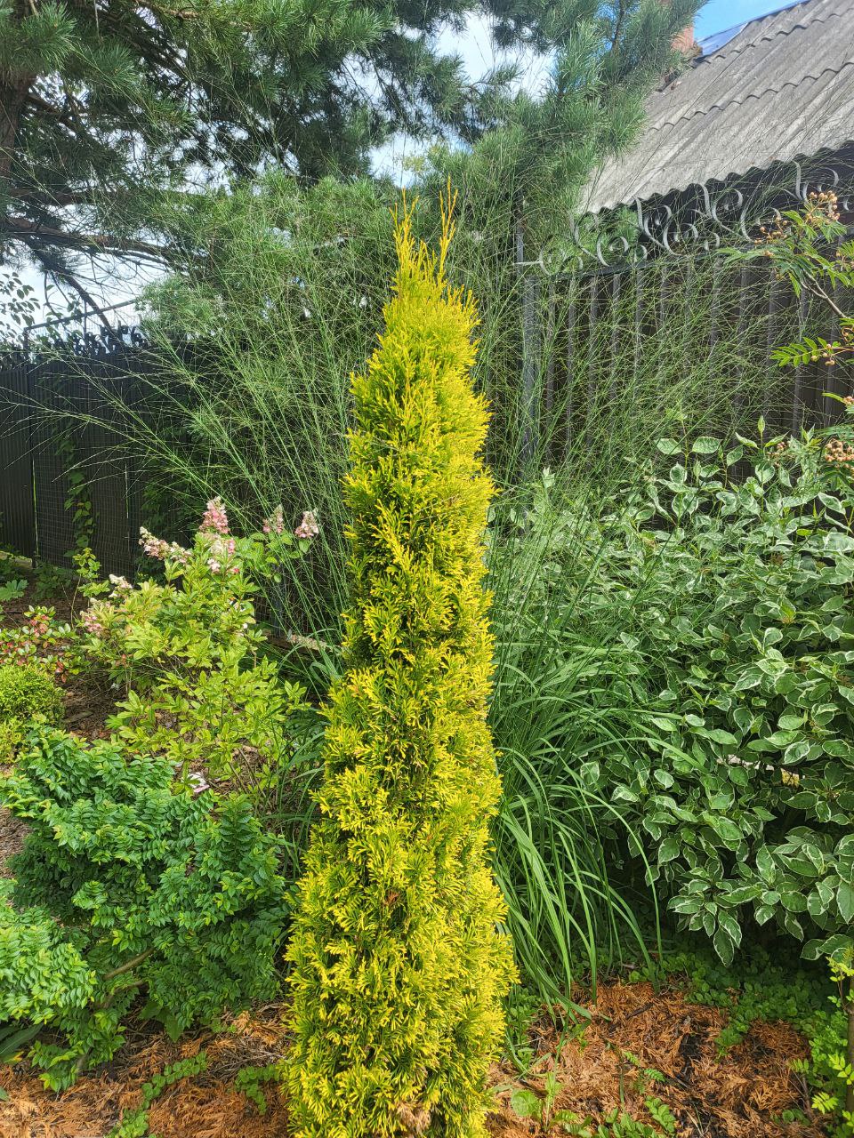 Thuja occidentalis 'Jantar'