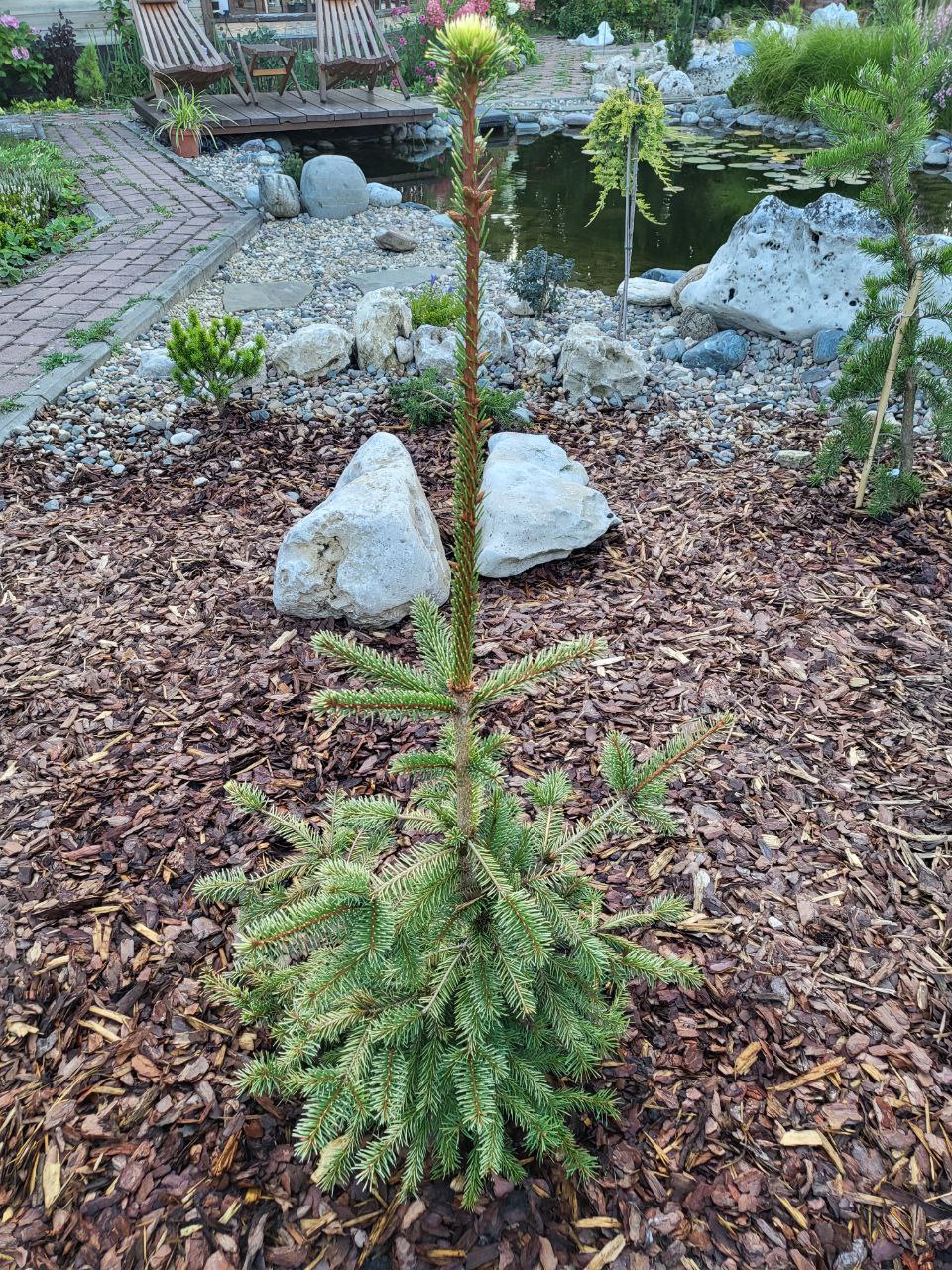 Picea abies 'Elegantussima'