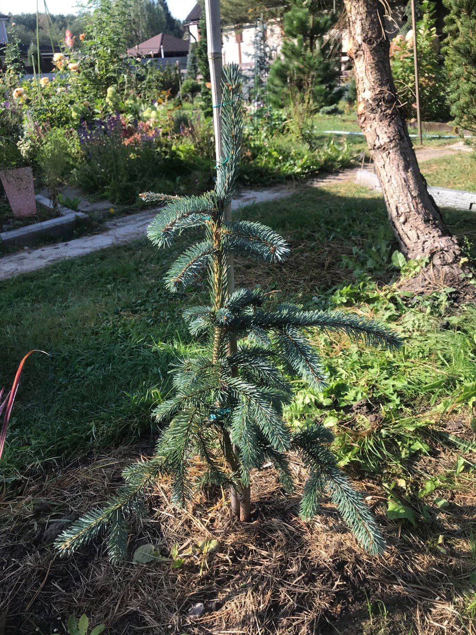 Picea engelmannii 'Nefertiti'
