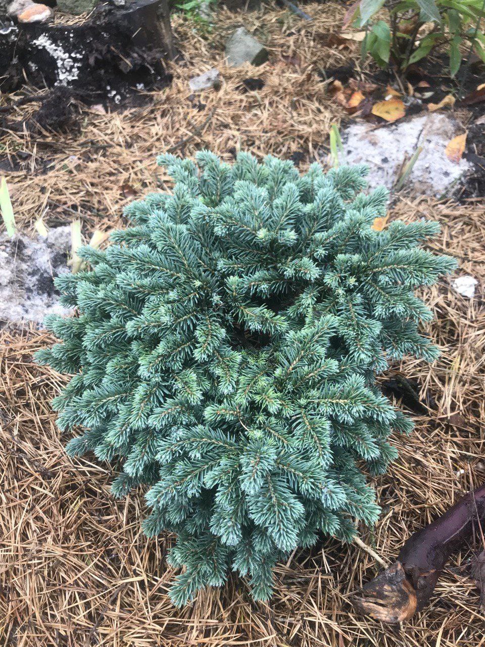 Picea pungens 'Kuba'