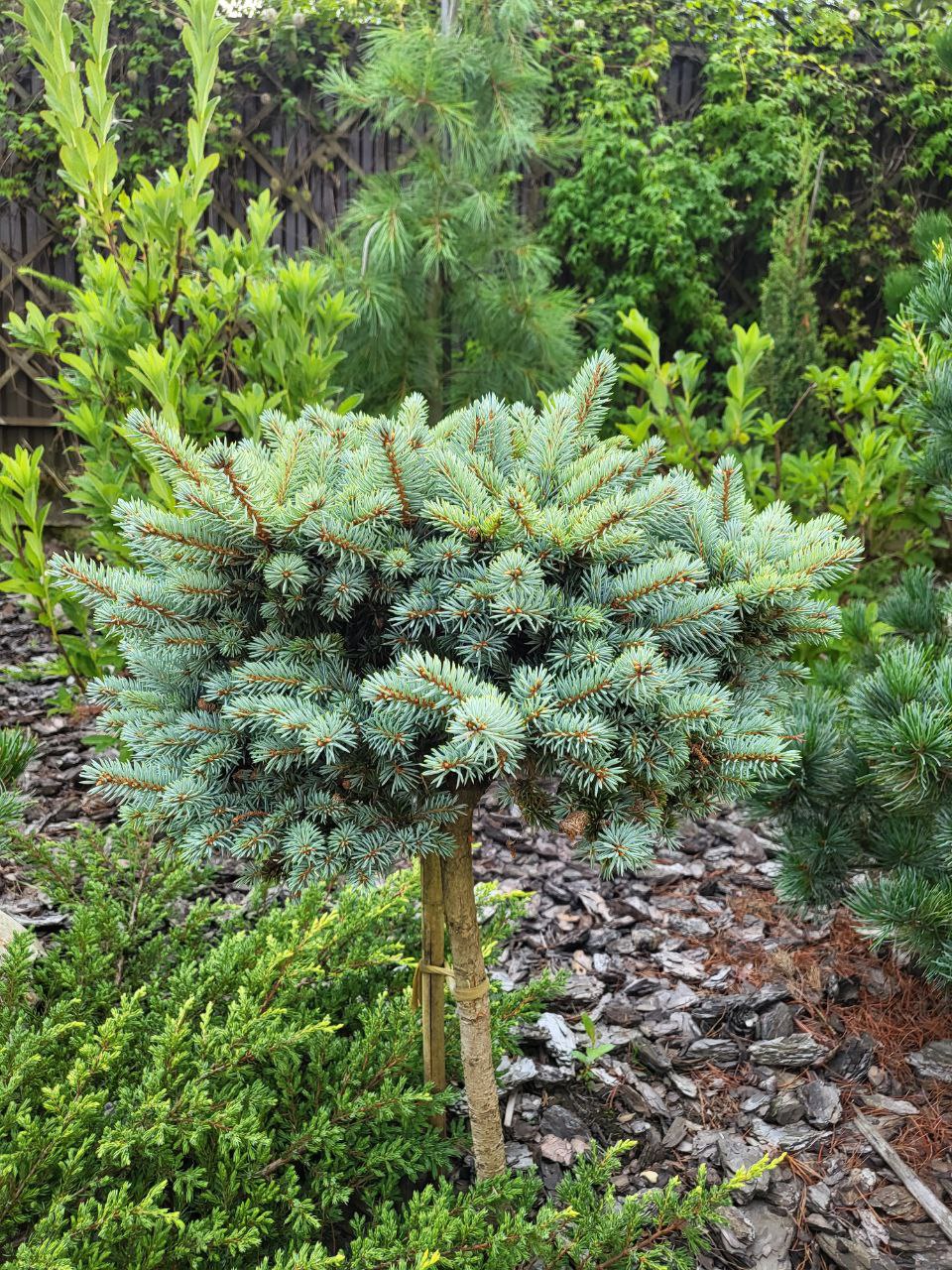 Picea pungens 'Blaukissen'