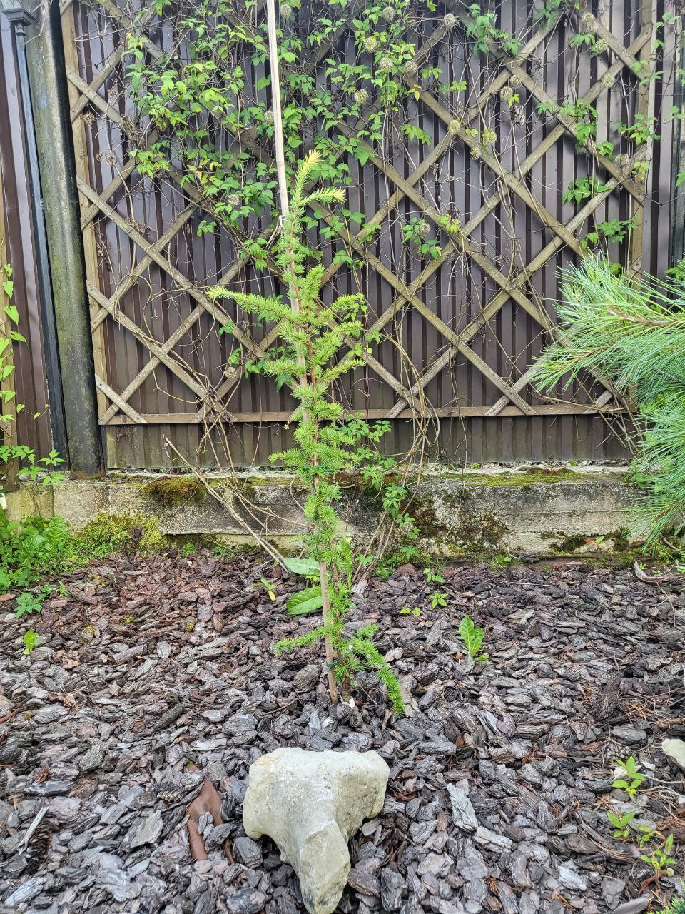 Larix kaempferi 'Hemeloor'
